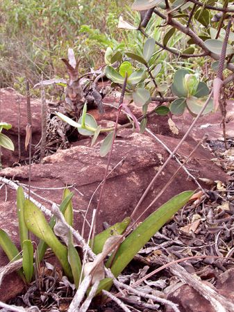 Pictured in Brazil: Bahia, Chapada Diamantina Image Copyright © 2005 by Josiane Guiard