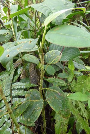 Pictured in La Planada Reserve, Narino, Colombia Image Copyright © 2018 by Bruce Dunstan