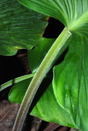 PB03-590 from French Guiana, pictured at the Jardin Botanique de Lyon (France) Image Copyright © 2012 by David Scherberich