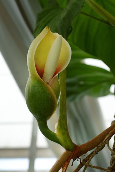 文件:Philobrunneicaule 04.jpg