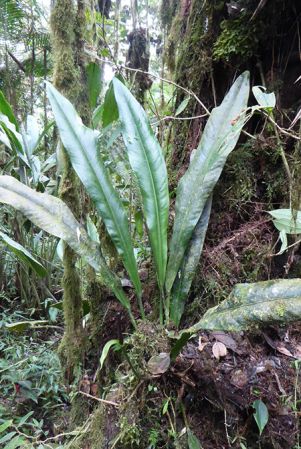 Pictured in La Planada Reserve, Narino, Colombia Image Copyright © 2018 by Bruce Dunstan