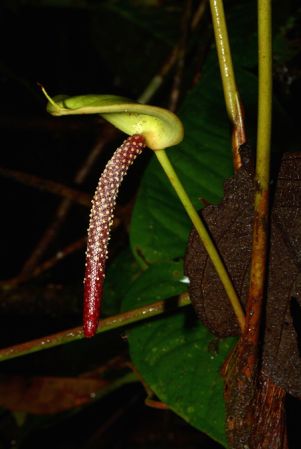 Croat 105551 pictured near Shell (Pastaza, Ecuador) Image Copyright © 2015 by David Scherberich