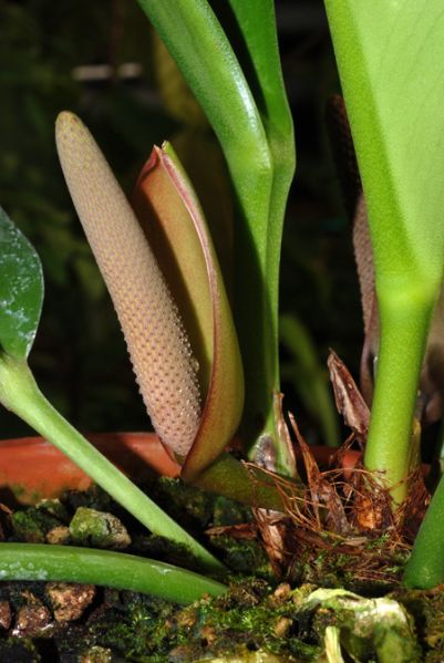 文件:Antherskinei 01.jpg