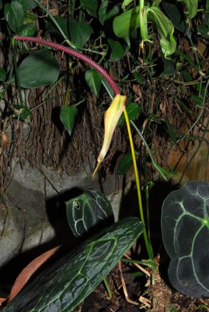 Pictured at the Jardín Botánico San Jorge (Ibagué, Colombia) Image Copyright © 2013 by David Scherberich