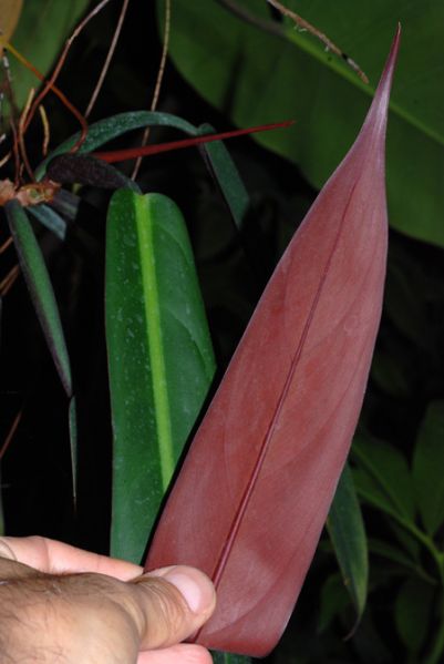 文件:Philobicolor 03.jpg