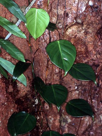Pictured near Mana, French Guiana Image Copyright © 2006 by David Scherberich