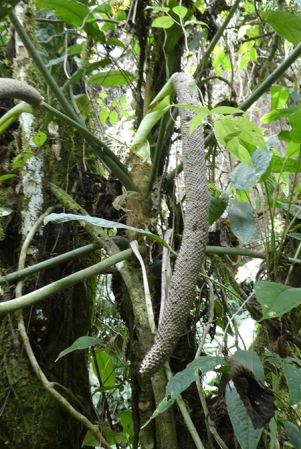 Pictured near Jardín, Antioquia, Colombia Image Copyright © 2019 by Bruce Dunstan