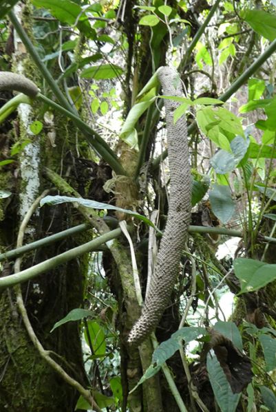 文件:AnthmetallicumBD 02.jpg