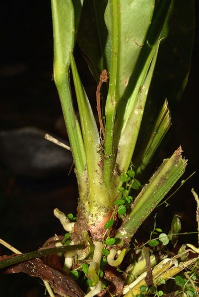 文件:AnthraphaelenseCroat105655 02.jpg