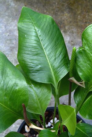From Canar/Ecuador, pictured in Royal Botanic Gardens, Kew Image Copyright © 2015 by David Scherberich