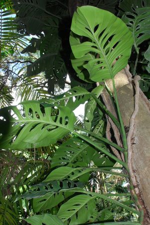 Pictured at the Fairchild Tropical Botanic Garden Image Copyright © 2012 by David Scherberich