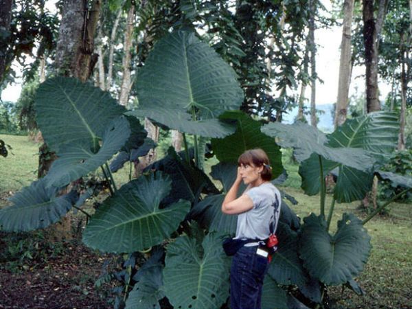 Pictured in China: Xishuangbanna, south Yunnan Image Copyright © 2003 by Cedric Basset