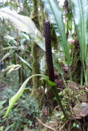 Pictured in La Planada Reserve, Narino, Colombia Image Copyright © 2018 by Bruce Dunstan