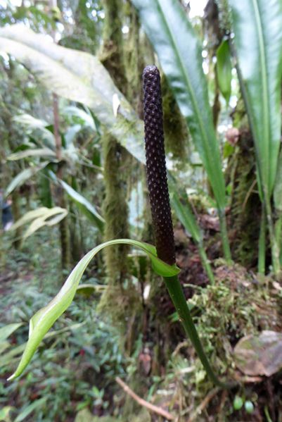 文件:AnthcarchienseBD 03.jpg