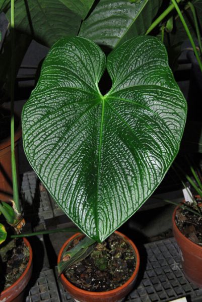 文件:Anthcorrugatum 01.jpg