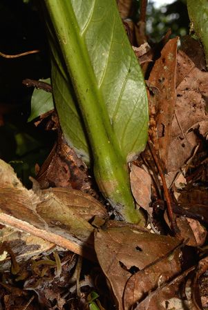 Croat 106054 pictured along Rio Piatua (Napo, Ecuador) Image Copyright © 2015 by David Scherberich
