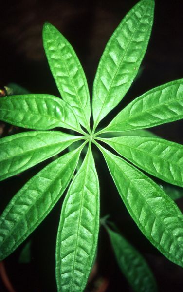 文件:Anthkunthii 03.jpg