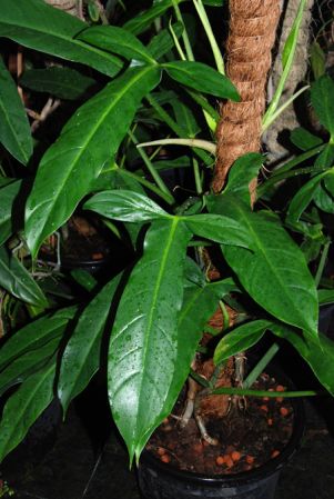 From Heredia, Costa Rica, pictured at the Jardin Botanique de Lyon (France) Image Copyright © 2010 by David Scherberich