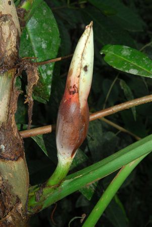 Croat 104212, pictured in Carchi, Ecuador Image Copyright © 2013 by David Scherberich