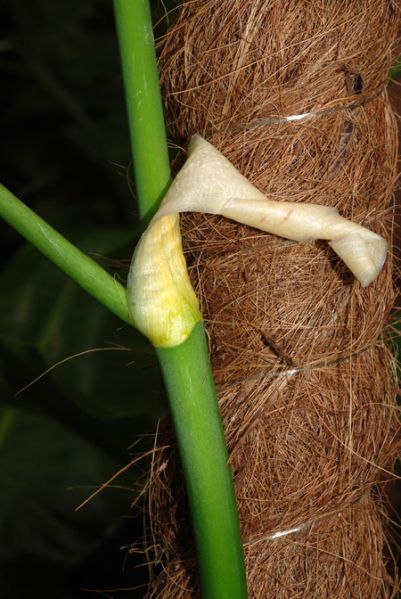文件:PhiloinconcinnumK 06.jpg