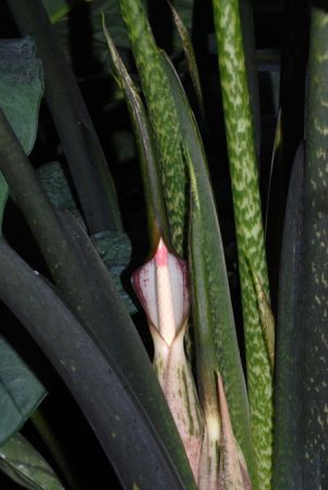 Pictured at the Jardin Botanique de Lyon (France) Image Copyright © 2013 by David Scherberich