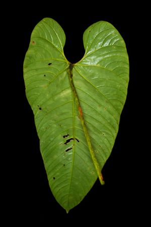 Pictured in Pacto - Pichincha Province Image Copyright © 2024 by Ricardo Zambrano