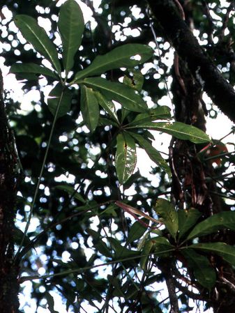 Pictured in French Guiana: Kaw Image Copyright © 2006 by David Scherberich