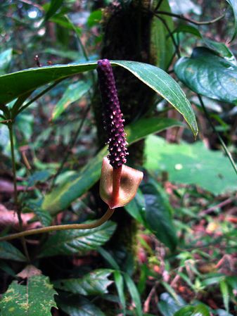 Pictured in Guatemala: Las Nubes, 2400 m. Image Copyright © 2007 by Fred Muller