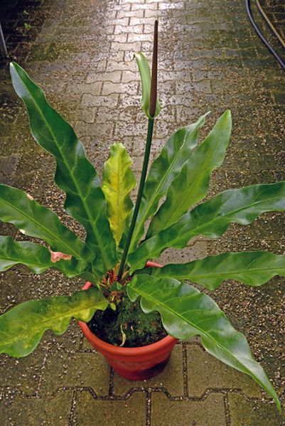 文件:AnthlleweliniiM 02.jpg