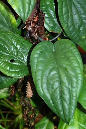 Pictured at the Palmengarten (Frankfurt, Germany) Image Copyright © 2010 by David Scherberich