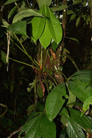 Croat 105526 pictured along Rio Piatua, Napo/Ecuador Image Copyright © 2015 by David Scherberich