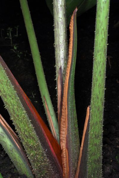 文件:AdelocrinipesCroat 04.jpg
