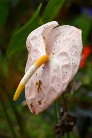 Pictured in Carchi, Ecuador (cultivated)Image Copyright © 2021 by David Scherberich