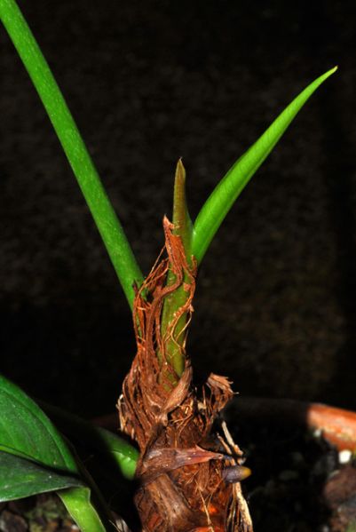文件:AnthapaporanumCroat 15.jpg