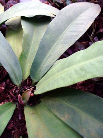 Pictured in the Botanischer Garten München (Germany) Image Copyright © 2006 by David Scherberich