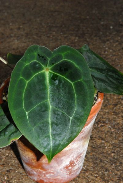 文件:AnthforgetiiBD 05.jpg