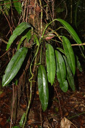 Croat 105795, pictured along Rio Piatua (Napo, Ecuador) Image Copyright © 2015 by David Scherberich