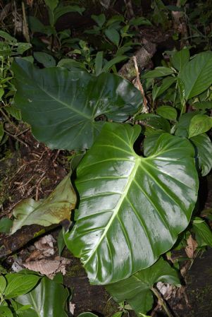 Croat 105574 pictured in Misahualli (Napo/Ecuador) Image Copyright © 2015 by David Scherberich