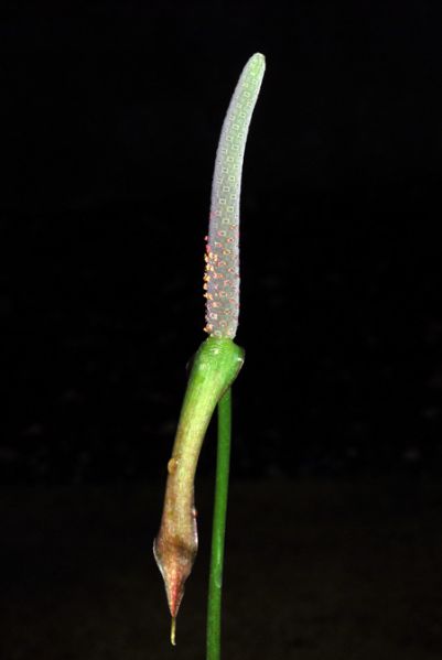 文件:AnthcroatiiCroat 10.jpg