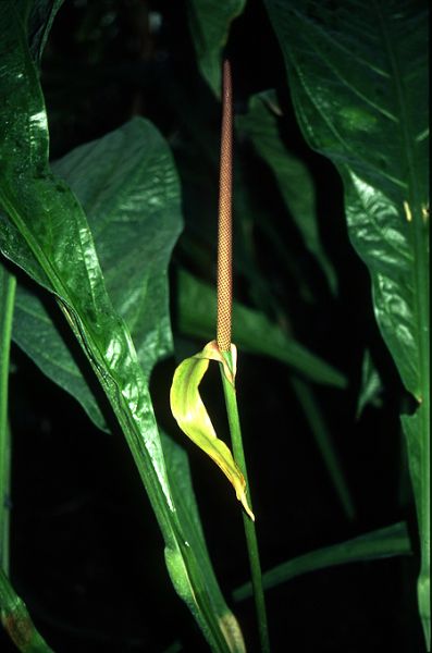 文件:Anthfendleri 02.jpg