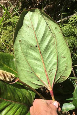Pictured in Chiriquí, Panama Image Copyright © 2019 by Fred Muller
