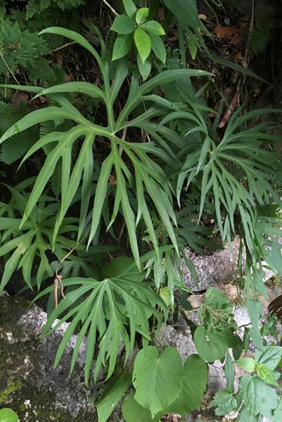 文件:AnthpodophyllumFM.jpg