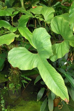 Pictured in the Botanischer Garten der Universitat Göttingen (Germany) Image Copyright © 2011 by David Scherberich