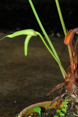 Croat 99050 from Ecuador (Zamora-Chinchipe), pictured at the Jardin Botanique du Montet (Nancy, France) Image Copyright © 2012 by David Scherberich