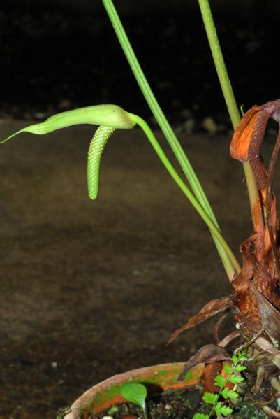 文件:AnthtoasaeCroat99050 03.jpg