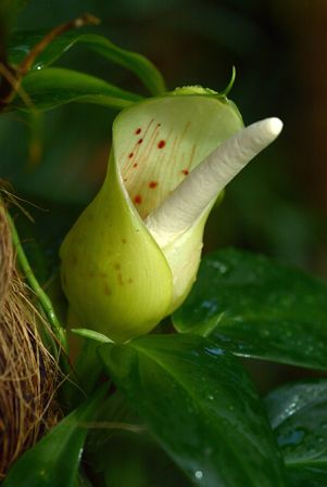 Pictured at the Jardin Botanique de Lyon (France) Image Copyright © 2018 by David Scherberich