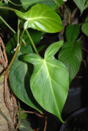 From Brazil, pictured at the Jardin Botanique de Lyon (France) Image Copyright © 2013 by David Scherberich