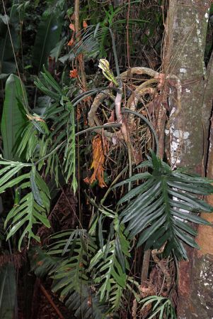 Pictured at the Jardín Botánico Del Quindío (Calarcá, Colombia) Image Copyright © 2013 by David Scherberich