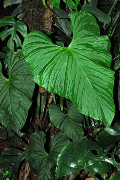 文件:Anthbalaoanum103056 02.jpg