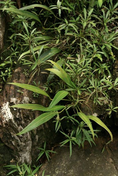 文件:AnthrupicolaGYG 01.jpg